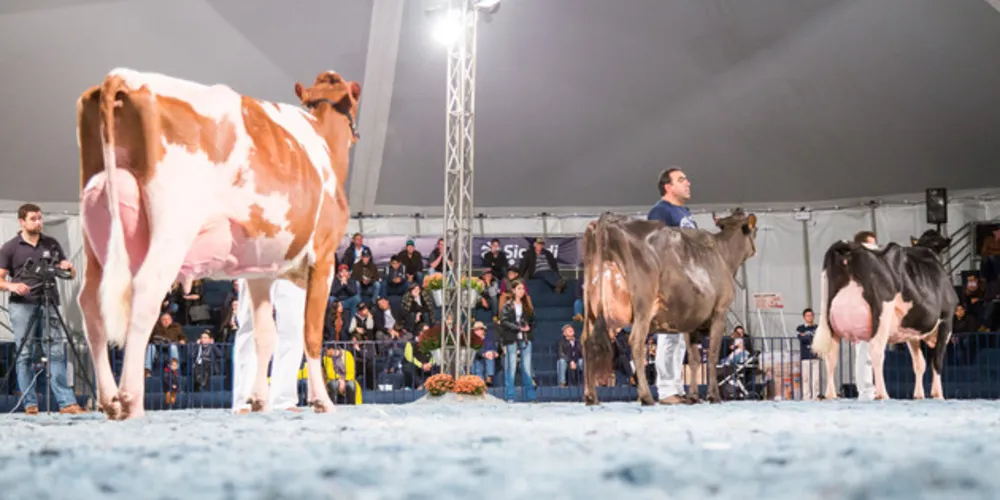 Imagem ilustrativa da imagem Julgamentos reúnem mais de 500 animais em Castro