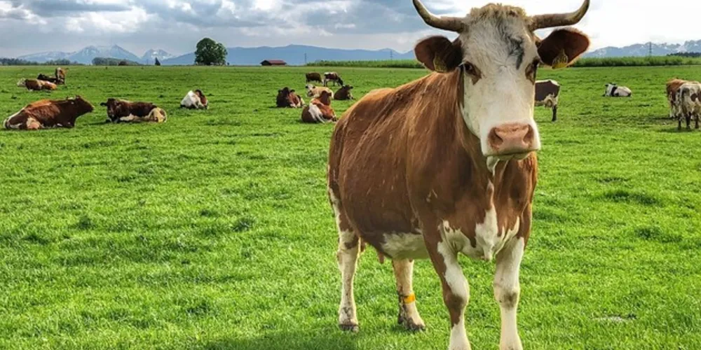 O rebanho de vacas foi essencial para ajudar a polícia a capturar a fugitiva e seus companheiros de crime