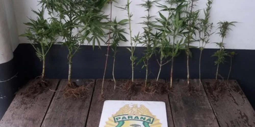 Imagem ilustrativa da imagem Polícia encontra plantação de maconha e detém rapaz