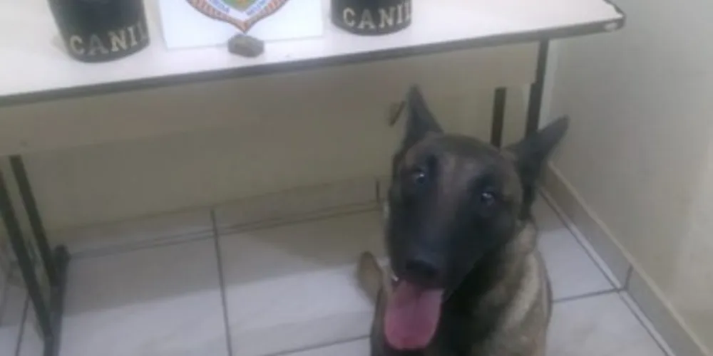 Imagem ilustrativa da imagem Cão da GM auxilia na apreensão de drogas