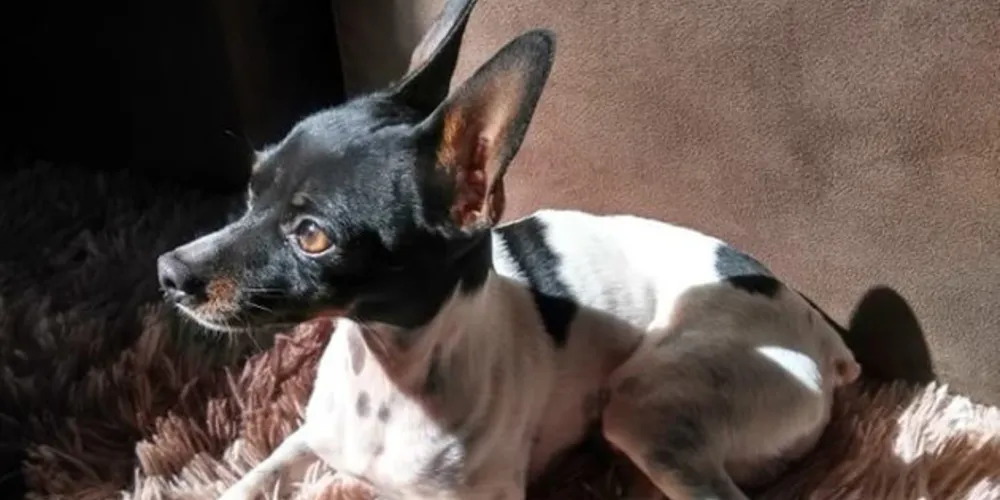 Imagem ilustrativa da imagem Família busca informações sobre cachorro que fugiu