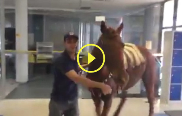 Imagem ilustrativa da imagem Rapaz entra com cavalo na agência do BB em Carambeí