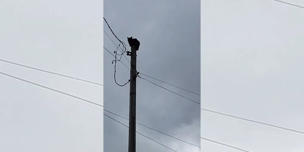 Imagem ilustrativa da imagem Gato sobe em poste e mobiliza protetores em PG