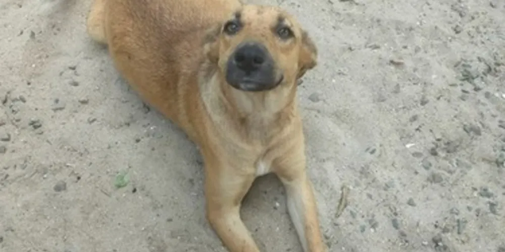 Imagem ilustrativa da imagem Fotógrafa lança promoção em prol dos cães de rua