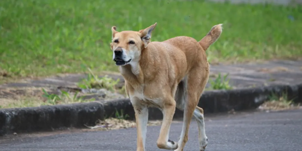 Lei que trata de proteção dos animais poderá passar por mudanças