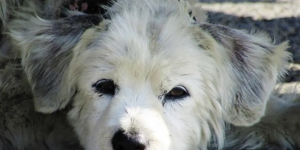 Imagem ilustrativa da imagem Canil criado para homenagear vítima de acidente passa por dificuldades