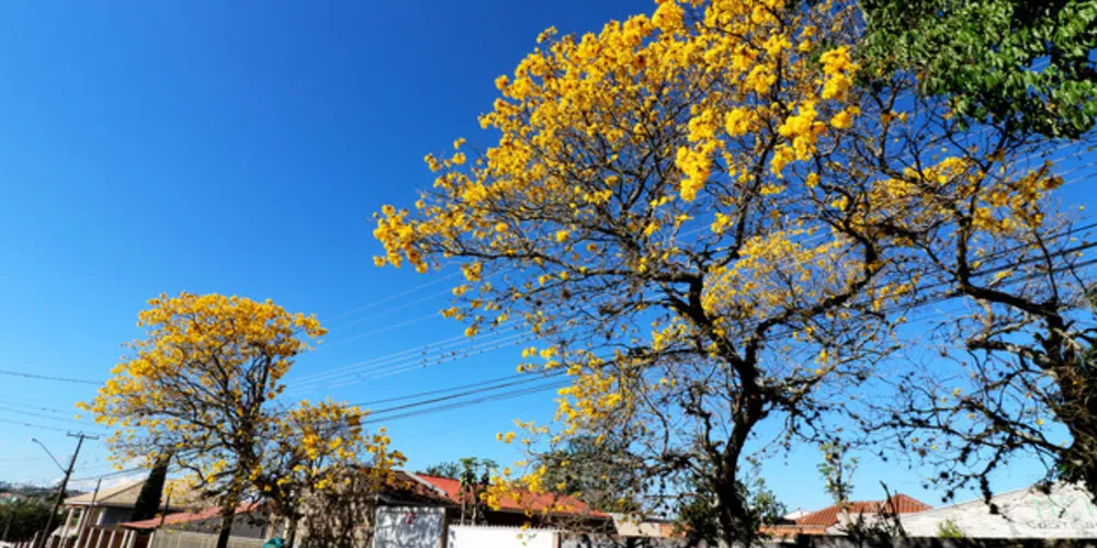 Imagem ilustrativa da imagem Primavera 2018 deve ser marcada pelo ‘El Niño’