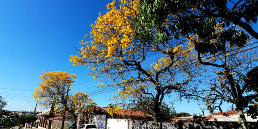Imagem ilustrativa da imagem Em PG, início da primavera terá máxima de 31ºC