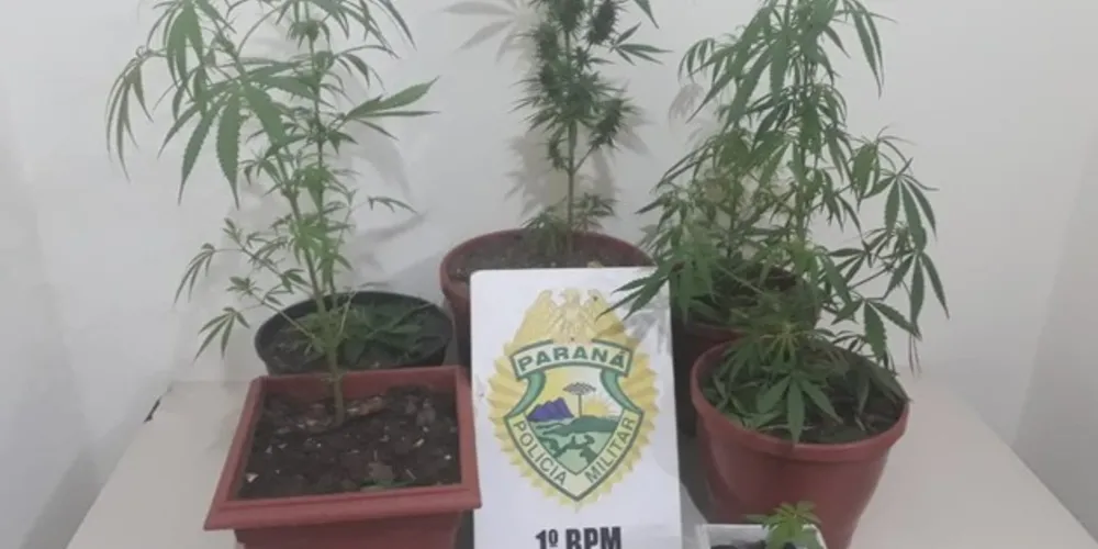 Imagem ilustrativa da imagem Em Carambeí, PM prende homem com plantas “diferentes”