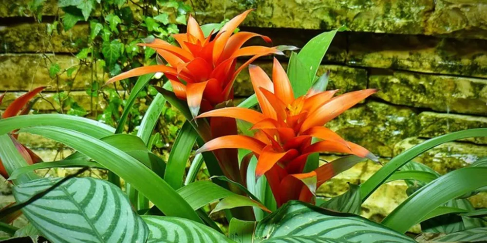 Imagem ilustrativa da imagem Flores dos jardins precisam de cuidados especiais na Primavera