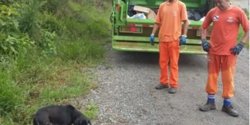 Animais foram colocados em saco e jogados na Rua Henrique Ligeski, no Jardim Paraíso