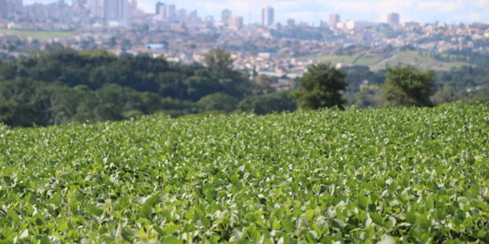 Na região dos Campos Gerais, a soja deverá ocupar 575,7 mil hectares nesta safra 2018/2019, com perspectiva de alta na produção total