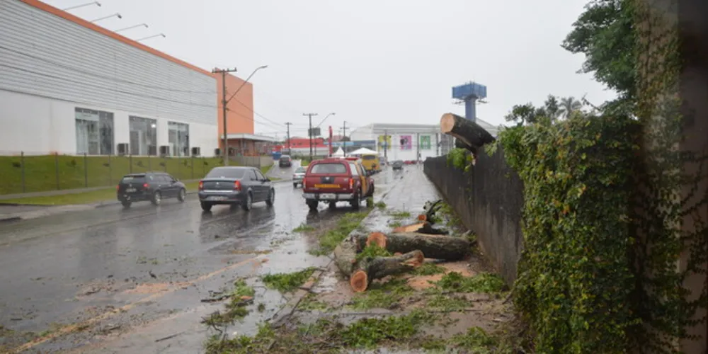 Árvore caiu nas proximidades do cruzamento da Dom Geraldo Pellanda com a Avenida Carlos Cavalcanti no bairro de Uvaranas