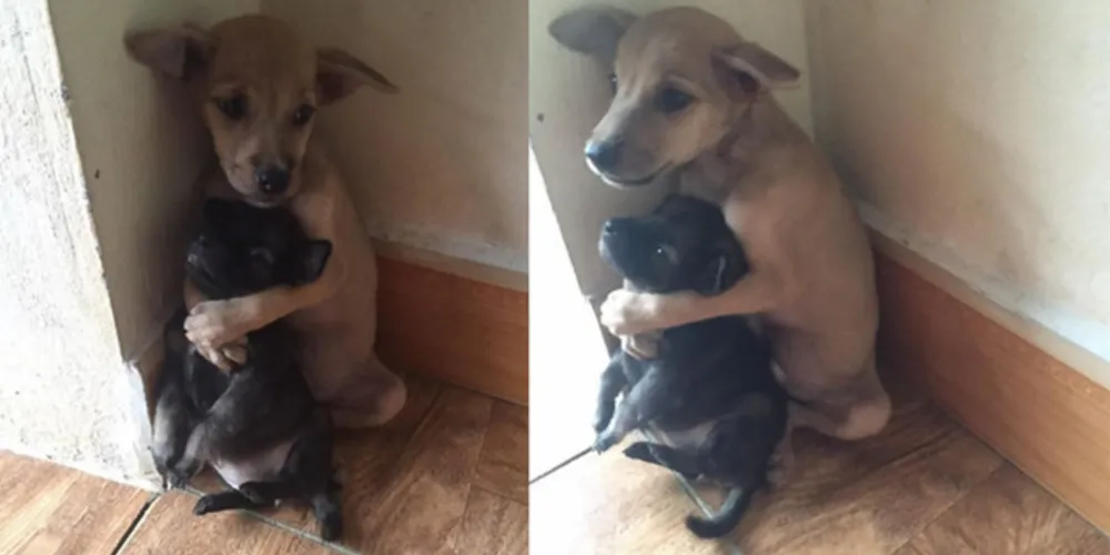 Imagem ilustrativa da imagem Cães abandonados ficam abraçados após resgate