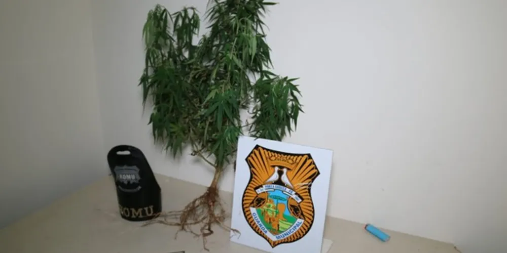Pé de maconha era plantado nos fundos do imóvel, segundo a GM