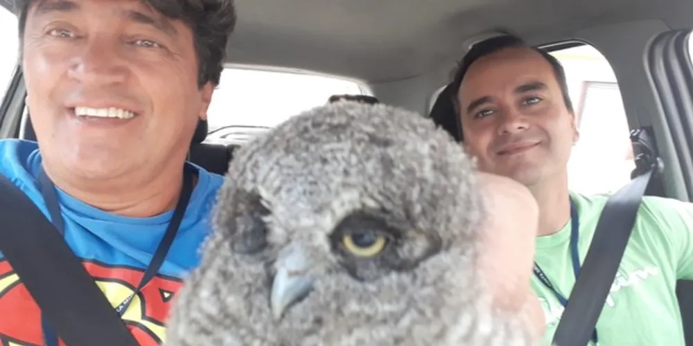 Imagem ilustrativa da imagem Coruja é resgatada na Coronel Cláudio