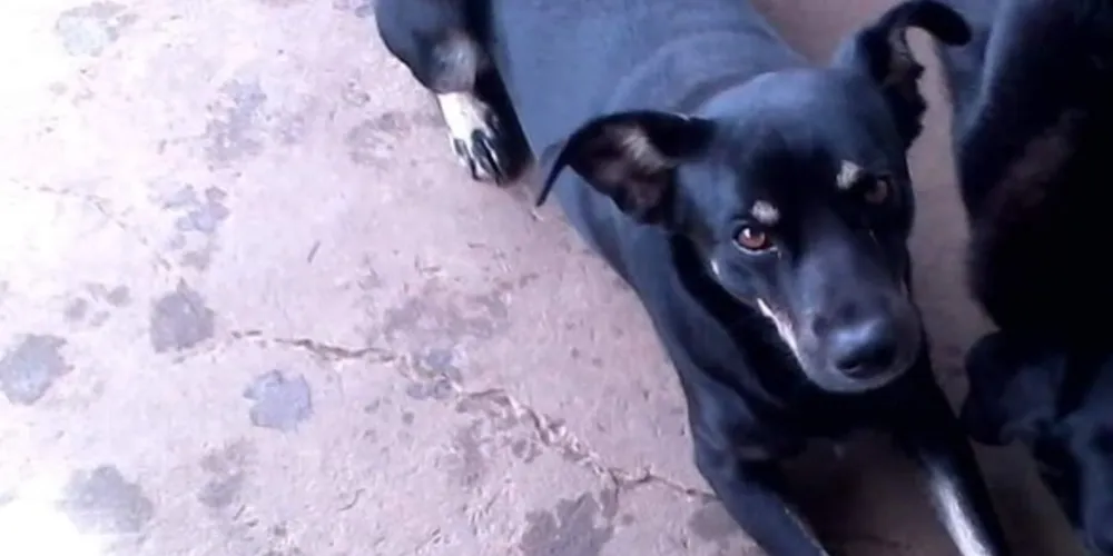 Cão foi encontrado sem vida após intoxicação por pesticida.