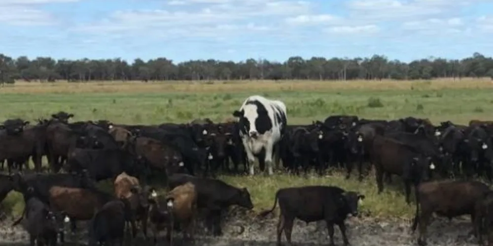 Knickers, que quer dizer calcinha em inglês, se destaca entre os outros animais que pastam com ele na zona rural da Austrália Ocidental