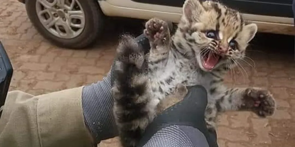 Filhote foi recolhido pelos próprios trabalhadores da fábrica.