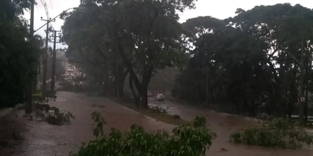 Chuva com fortes ventos derrubou árvores