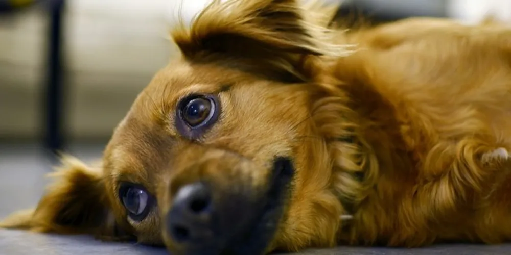 A reação do cãozinho aos sons permite identificar se ele se incomoda ou lida bem com o barulho