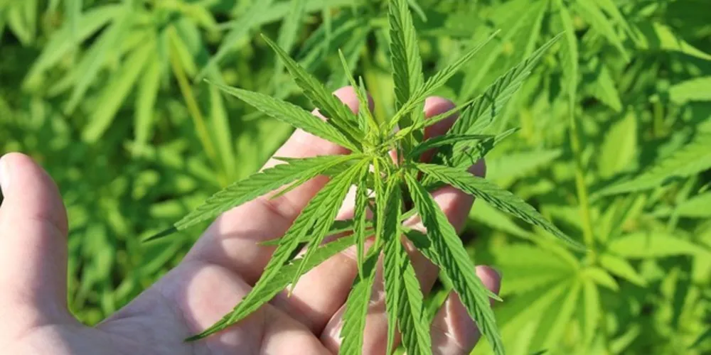 Plantio da cannabis.