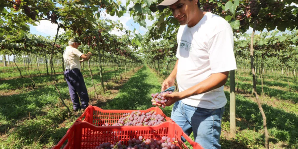 Produtores já iniciaram a colheita na região em dezembro