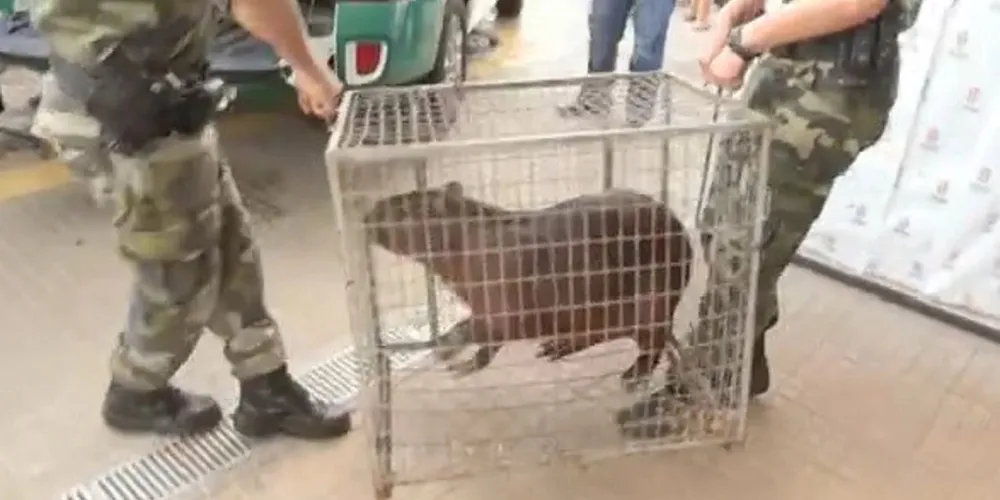 Fato inusitado ocorreu por volta das 14h no Shopping Cidade de Maringá.