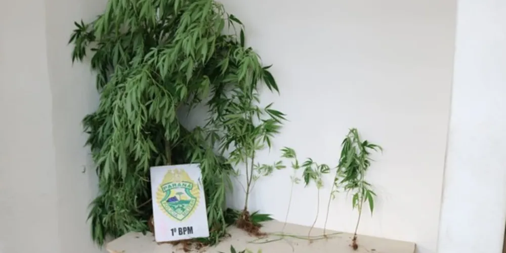 Droga estava plantada em terreno baldio da Vila Ana Rita