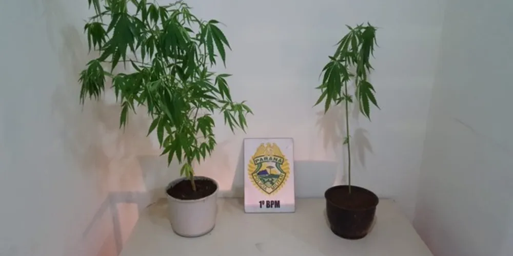Imagem ilustrativa da imagem Polícia detém adolescentes cultivando pés de maconha