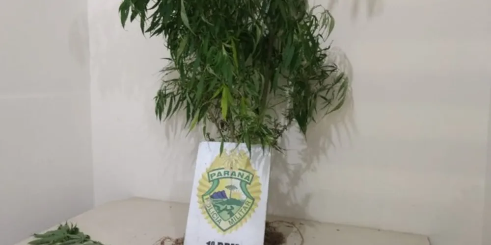 Plantas foram encontradas no quintal da casa do suspeito