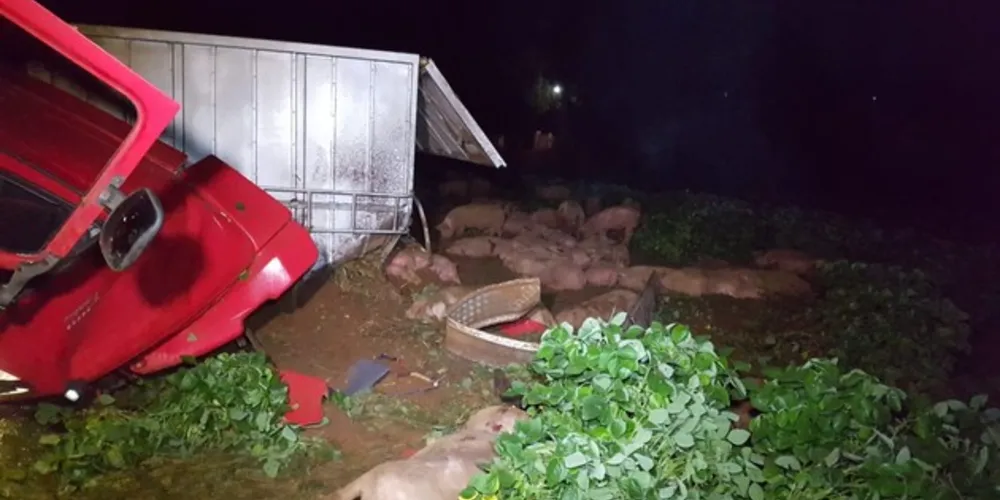 Animais ficaram espalhados ao lado da rodovia