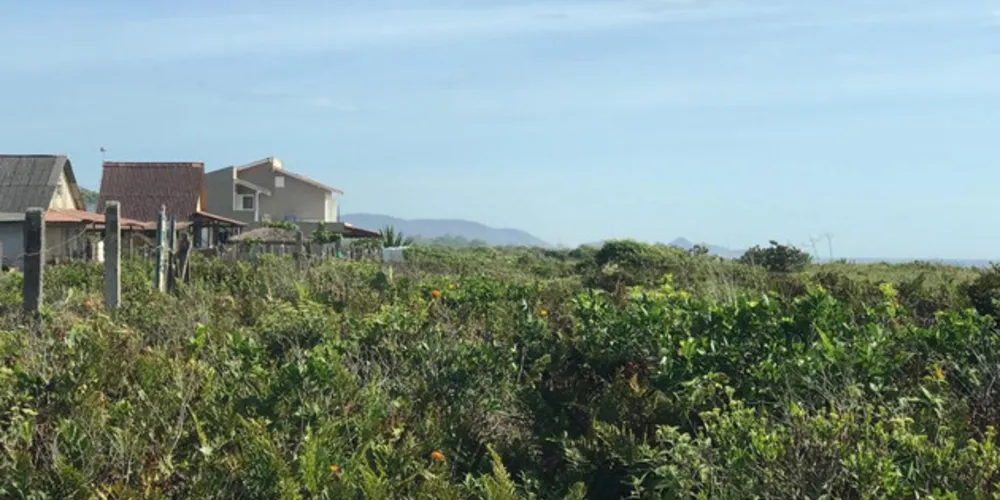 Flores consideradas própria para jardins, não resistem à salinidade do mar
