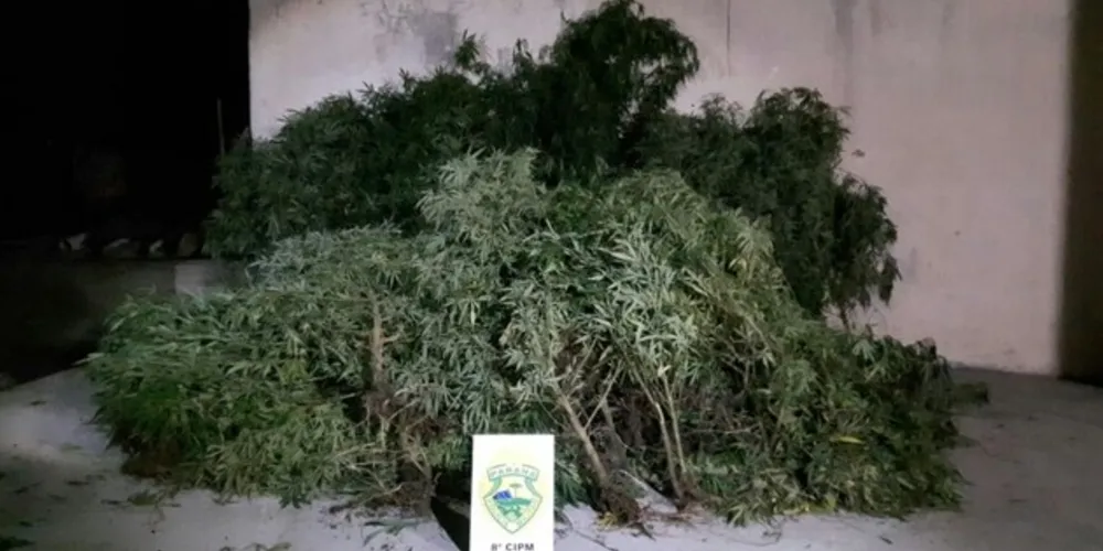 Imagem ilustrativa da imagem PM de Irati apreende mais de 100 pés de maconha