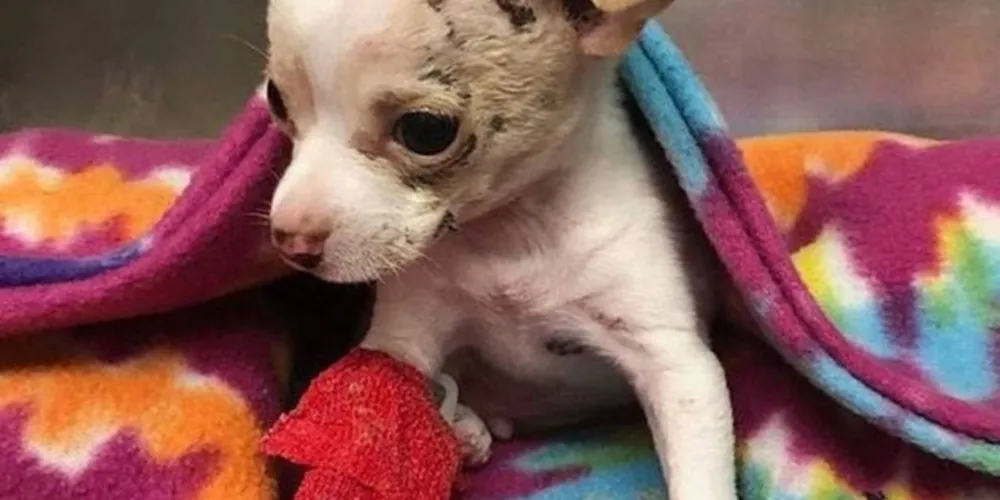 Chihuahua que escapou de virar almoço de gavião nos EUA 