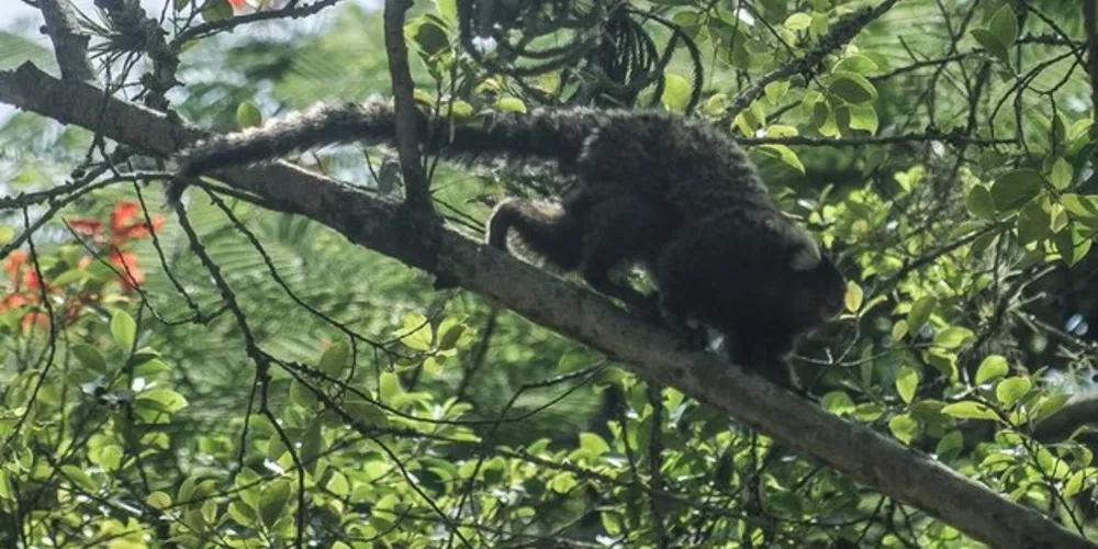 Macacos não transmitem o vírus da febre amarela
