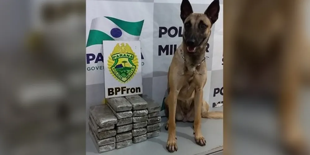 Ao todo, foram 22 tabletes da droga encontrados, o que, somados, pesavam 11.900 quilos.