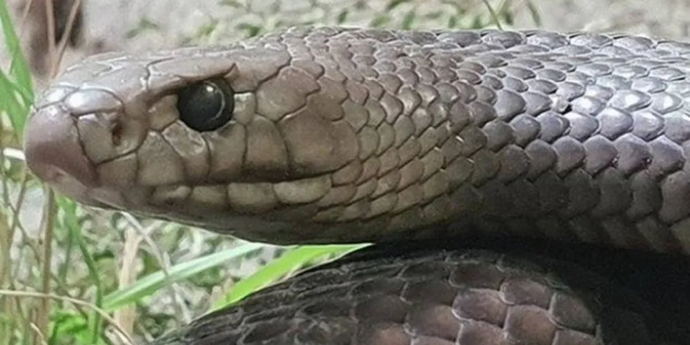 Cobra que ganhará nome de algum ex Foto: 
