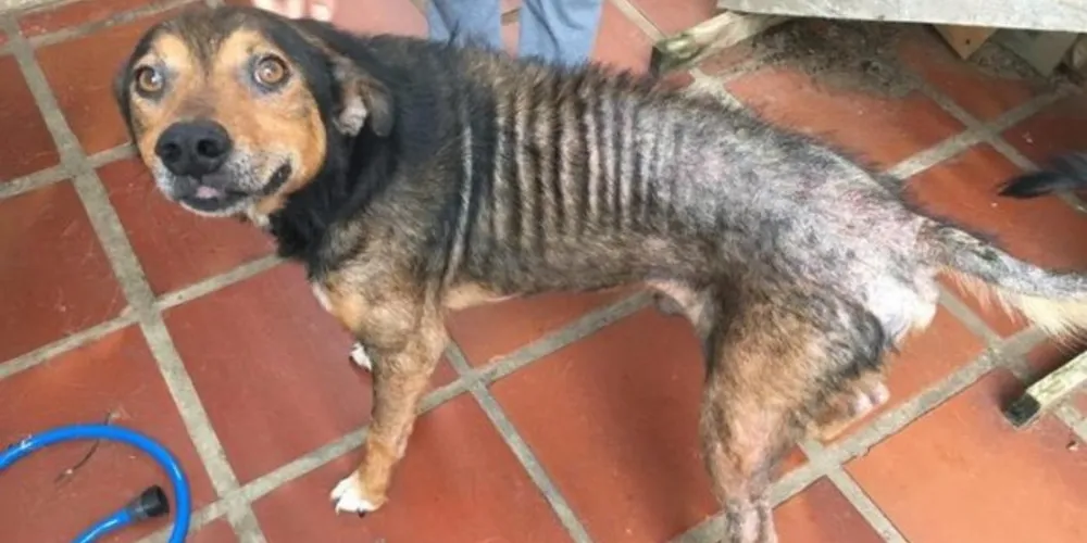 Após a denúncia, os cachorros foram encaminhados para a Rede de Proteção Animal 