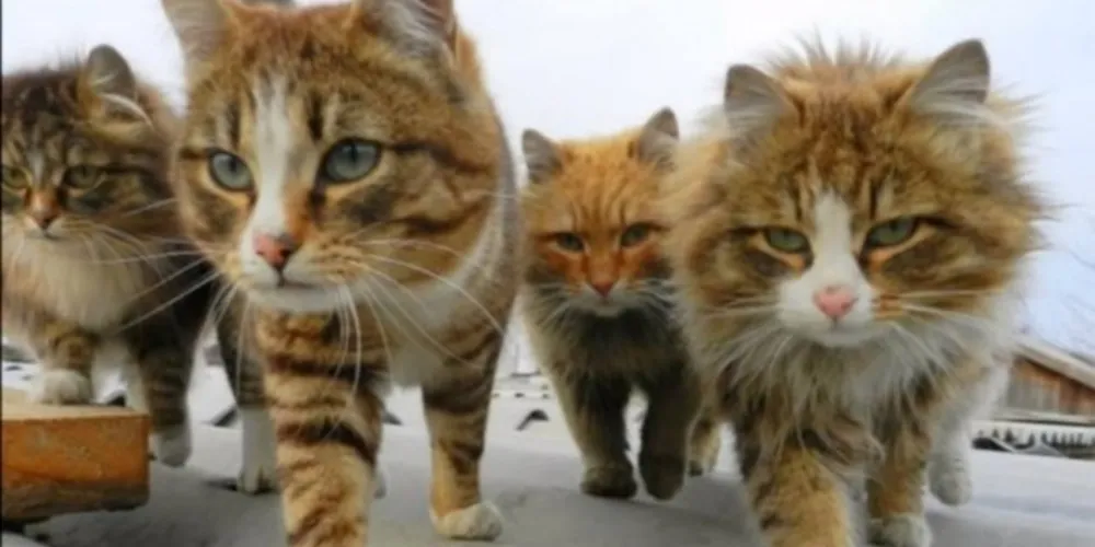 Imagem ilustrativa da imagem Casal de fazendeiros cria gatos siberianos e fotos viralizam