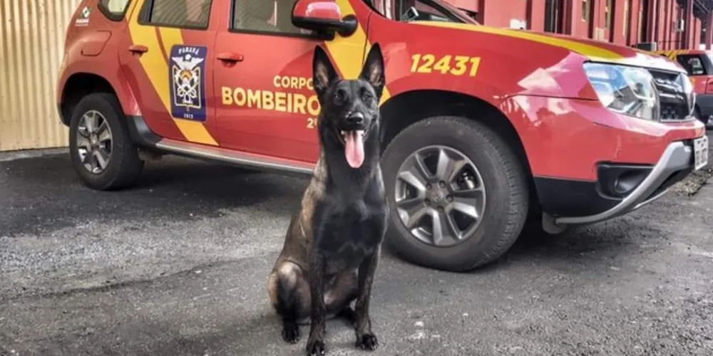  Kira foi o cão mais jovem do Brasil a conquistar a certificação internacional