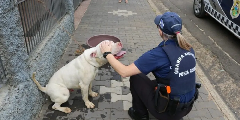 Imagem ilustrativa da imagem GM trata de pit bull ‘fugitivo’ em Ponta Grossa