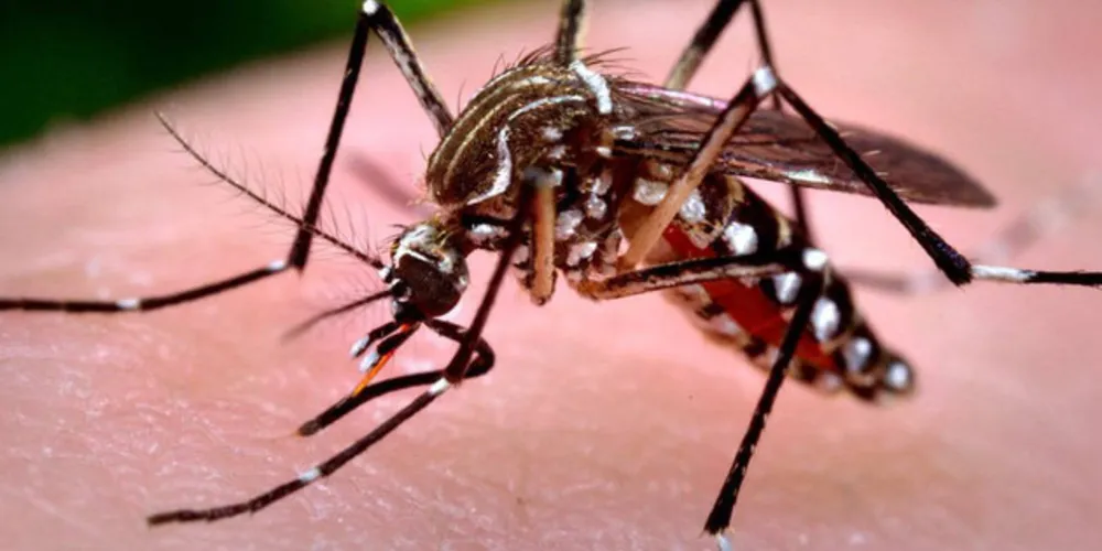 No total, o Paraná soma 288 casos de dengue autóctones (eram 193 na última semana).