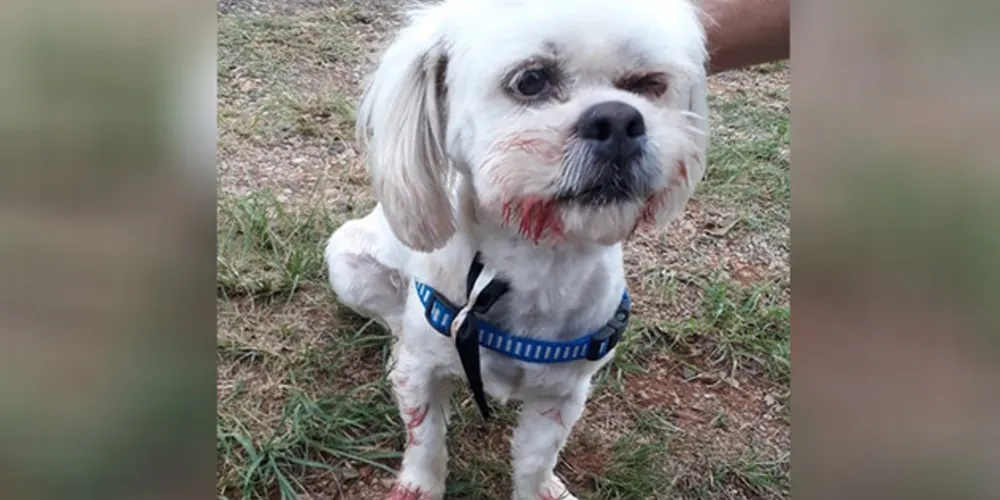 Animal foi levado ao veterinário e passa bem, apesar dos ferimentos