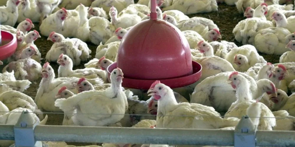 Imagem ilustrativa da imagem BRF recolhe carne de frango por risco de contaminação