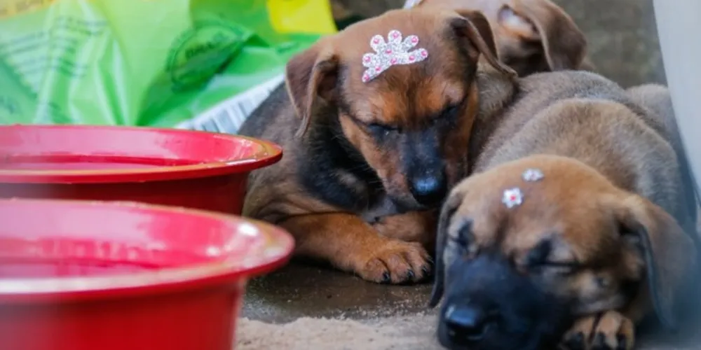 A prefeitura também recomenda não abandonar animais doentes ou contaminados