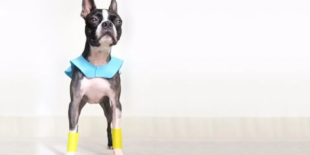 Imagem ilustrativa da imagem Que tal fazer você mesma a fantasia para o seu cão?