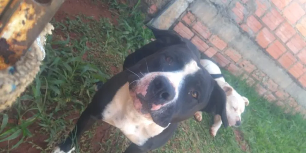 Animais estavam soltos na rua e atacaram quatro pessoas nesta segunda-feira