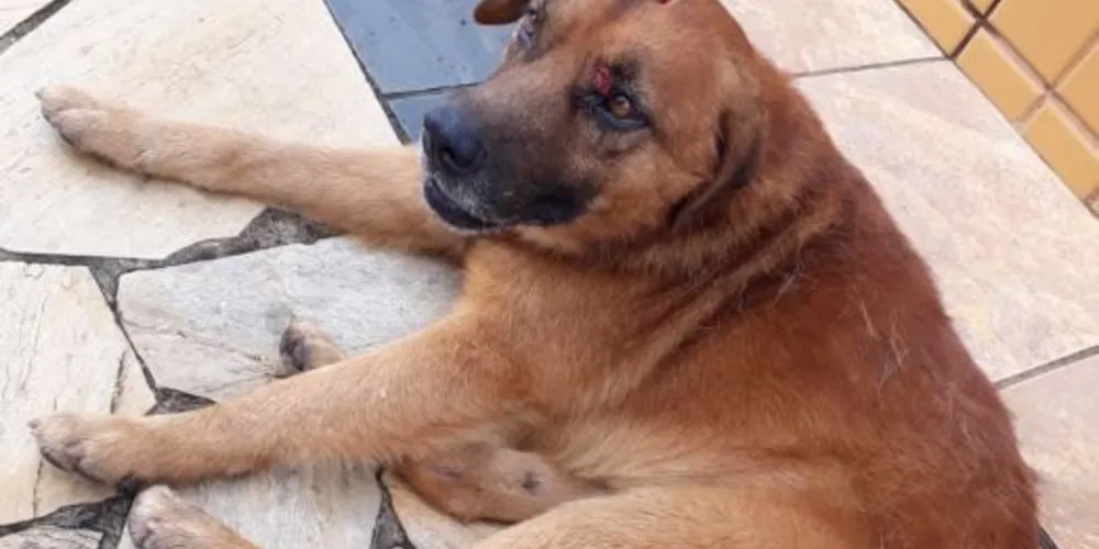 Imagem ilustrativa da imagem Homem atropela cão ao passar em alta velocidade por hospital