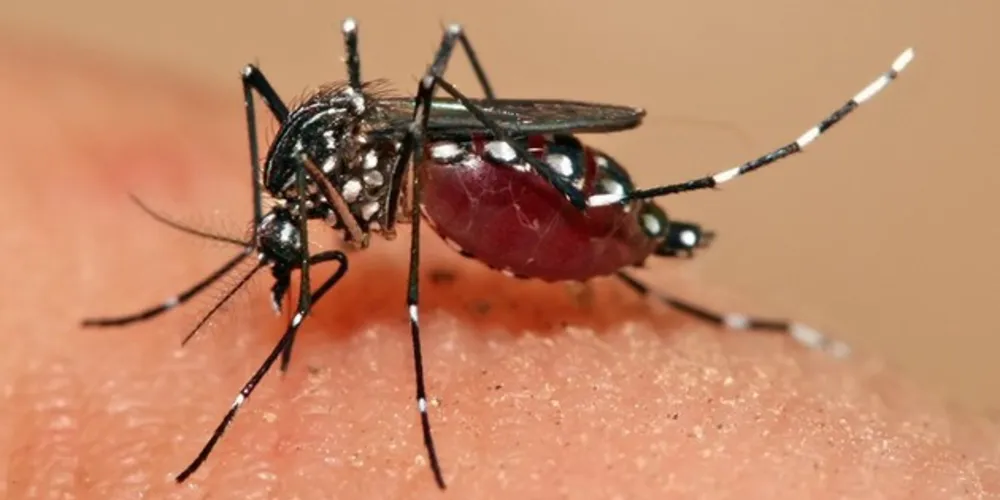 O município está em situação de risco médio para epidemia